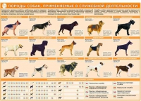 Комплект плакатов "Кинология" - «globural.ru» - Нижний Новгород