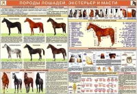 Комплект плакатов "Служебное коневодство" - «globural.ru» - Нижний Новгород