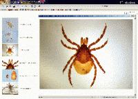 Биология. Микрофотографии. (Цифровая база изображений) - «globural.ru» - Нижний Новгород