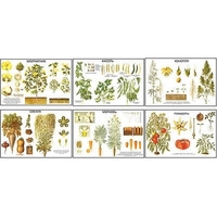 Плакаты ПРОФТЕХ "Классификация растений" (10 пл, винил, 70х100) - «globural.ru» - Нижний Новгород