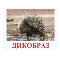 Карточки Домана "Дикие животные-3" - «globural.ru» - Нижний Новгород