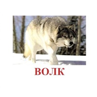 Карточки Домана "Дикие животные-1" - «globural.ru» - Нижний Новгород