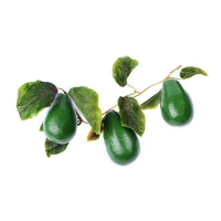 Муляж "Ветка авокадо" - «globural.ru» - Нижний Новгород