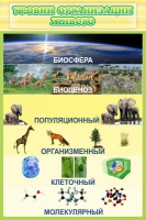 Стенд "Уровни организации живого" - «globural.ru» - Нижний Новгород