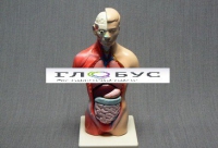 Торс человека 42 см  - «globural.ru» - Нижний Новгород