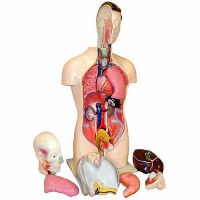 Торс человека разборный (42 см.) - «globural.ru» - Нижний Новгород