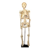 Скелет человека на штативе (85 см) - «globural.ru» - Нижний Новгород