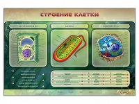 Электрифицированный стенд "Строение клетки" с маркерными полями - «globural.ru» - Нижний Новгород
