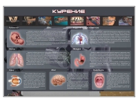 Стенд "Курение" (вариант 1) - «globural.ru» - Нижний Новгород