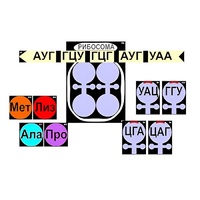 Модель-аппликация "Биосинтез белка" (ламинированная) - «globural.ru» - Нижний Новгород