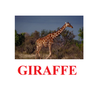 "Wild Animals-1" ("Дикие животные-1") английские карточки Домана - «globural.ru» - Нижний Новгород