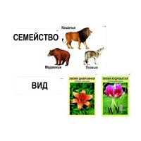 Модель-аппликация "Классификация растений и животных" (ламинированная) - «globural.ru» - Нижний Новгород