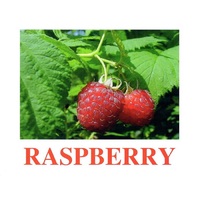"Berries-1" ("Ягоды-1") английские карточки Домана - «globural.ru» - Нижний Новгород