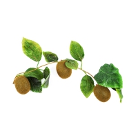 Муляж "Ветка киви" - «globural.ru» - Нижний Новгород