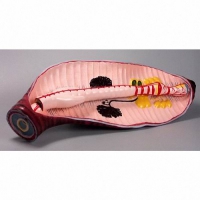 Модель "Дождевой червь" - «globural.ru» - Нижний Новгород