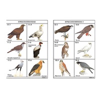 Комплект таблиц по зоологии раздаточных "Разнообразие животных. Птицы." (цвет.,лам., формат А4, 16 штук) - «globural.ru» - Нижний Новгород