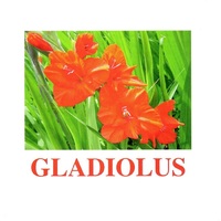 "Flowers-1" ("Цветы-1") английские карточки Домана - «globural.ru» - Нижний Новгород