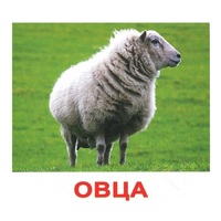 .Карточки Домана "Домашние животные" - «globural.ru» - Нижний Новгород