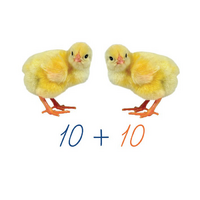 Счетный материал на магнитах "Цыплята". - «globural.ru» - Нижний Новгород