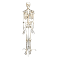Скелет человека на роликовой подставке (170 см) - «globural.ru» - Нижний Новгород