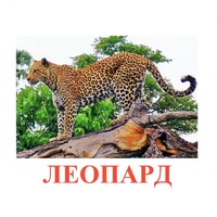 Карточки Домана "Дикие животные-2" - «globural.ru» - Нижний Новгород