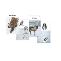 Комплект дидактических карточек "Следы на снегу" - «globural.ru» - Нижний Новгород