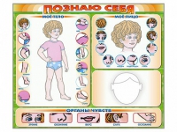 Стенд маркерный "Познаю себя" (тело, голова, органы чувств) - «globural.ru» - Нижний Новгород