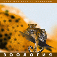 Зоология. (Цифровая база изображений) - «globural.ru» - Нижний Новгород