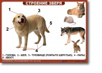 Ознакомление с окружающим миром. 1-4 класс. Комплект таблиц. Наглядные пособия для начальной школы, учебные пособия - «globural.ru» - Нижний Новгород