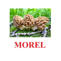 "Mushrooms" ("Грибы") английские карточки Домана - «globural.ru» - Нижний Новгород