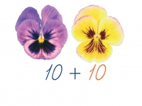 Счетный материал на магнитах "Анютины глазки" - «globural.ru» - Нижний Новгород