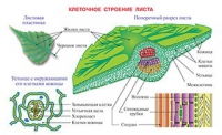 Плакаты и таблицы по биологии - «globural.ru» - Нижний Новгород