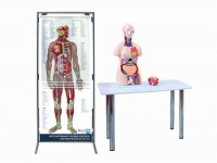 Интерактивный учебный комплекс "Анатомический атлас 3D" - «globural.ru» - Нижний Новгород