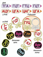 Модель-аппликация Биосинтез белка - «globural.ru» - Нижний Новгород
