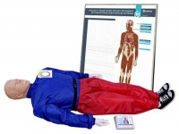 5.1 Тренажер-манекен взрослого пострадавшего "Александр-01" для отработки приемов сердечно-легочной реанимации (голова, туловище, конечности) с контроллером и настенным табло - «globural.ru» - Нижний Новгород