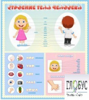 Стенд "Строение человека" для детей - «globural.ru» - Нижний Новгород