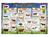Стенд "Породы коров" - «globural.ru» - Нижний Новгород