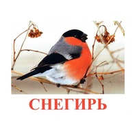 Карточки Домана "Птицы-1" - «globural.ru» - Нижний Новгород