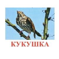 Карточки Домана "Птицы-3" - «globural.ru» - Нижний Новгород
