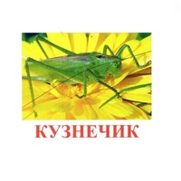 Карточки Домана "Насекомые" - «globural.ru» - Нижний Новгород