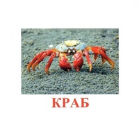 Карточки Домана "Подводный мир" - «globural.ru» - Нижний Новгород