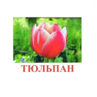 Карточки Домана "Цветы-1" - «globural.ru» - Нижний Новгород
