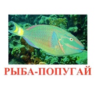 Карточки Домана "Рыбы" - «globural.ru» - Нижний Новгород