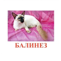 Карточки Домана "Породы кошек" - «globural.ru» - Нижний Новгород