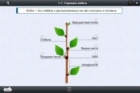 Интерактивные курсы. Биология 6 класс. Расширенный - «globural.ru» - Нижний Новгород
