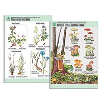 Комплект таблиц для начальной школы "Окружающий мир. Грибы. Растительный мир" - «globural.ru» - Нижний Новгород