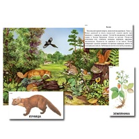 Магнитный плакат-аппликация "Лес: биоразнообразие и взаимосвязи в сообществе" - «globural.ru» - Нижний Новгород