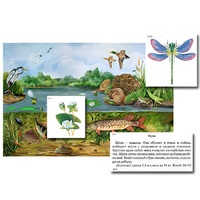 Магнитный плакат-аппликация "Водоем: биоразнообразие и взаимосвязи в сообществе" - «globural.ru» - Нижний Новгород