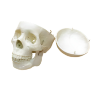 Модель "Череп человека" - «globural.ru» - Нижний Новгород