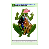 Рельефная таблица "Внутреннее строение лягушки" (формат А1, матовое ламинир.) - «globural.ru» - Нижний Новгород